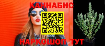 крисы Малгобек
